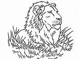 Coloring Pages Lions Popular Animals sketch template