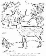 Coloring Deer Axis Print Drawing Pages sketch template