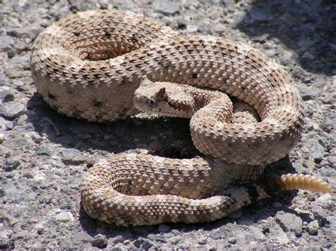 sidewinder snake learn  nature