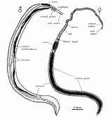 Blood Flukes Schistosoma Adult Intestinal Ceca Testes Lecture sketch template