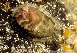 Afbeeldingsresultaten voor "haliotis Tuberculata". Grootte: 153 x 106. Bron: bioobs.fr