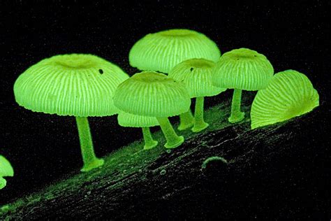 interesting facts  fungi