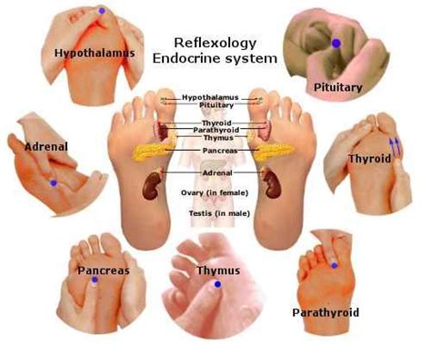 reflexology endocrine system endocrine reflexology