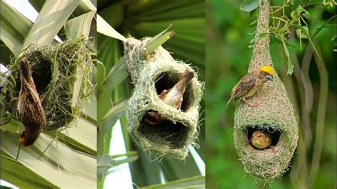 amazing tailor bird sewing  nest  laying eggs tailor bird making nest  close view
