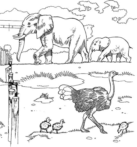 zoo coloring pages coloringpagescom