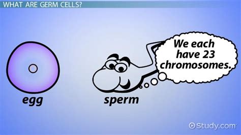 Germ Cells Overview And Location What Are Germ Cells Video And Lesson