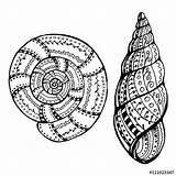Shell Snail Drawing Zentangle Coloring Doodle Pages Sea Getdrawings sketch template