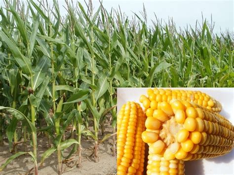 maize farming corn information detailed guide agri farming