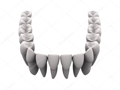 teeth  stock photo  chepenicoli