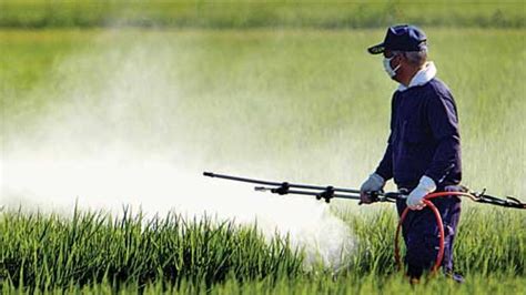 study shows link  autism  widely banned pesticide ddt genetic literacy project