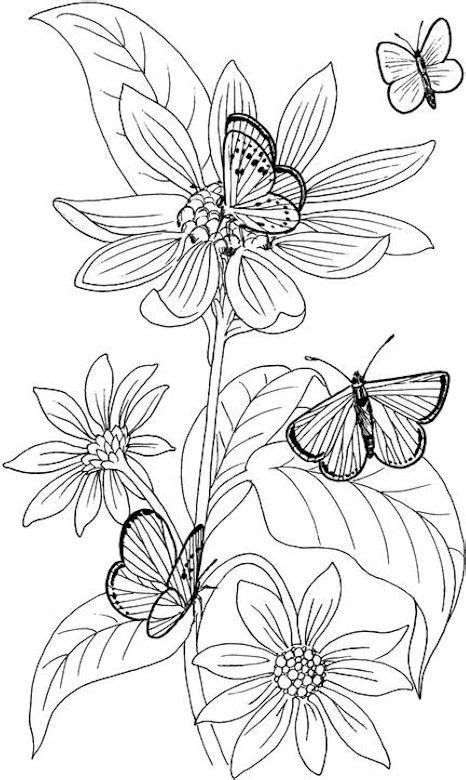 coloring pages butterfly  flower pictures  coloring pages
