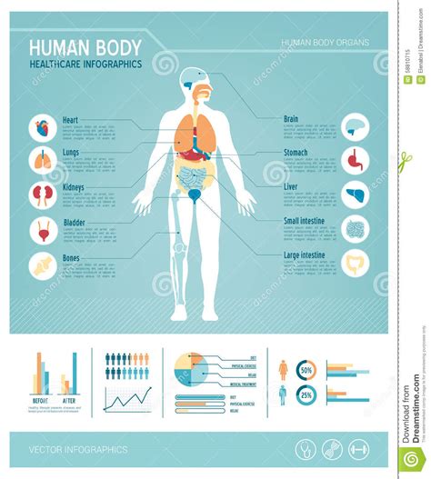 Human Body Anatomy Infographic By Vectortatu Thehungr