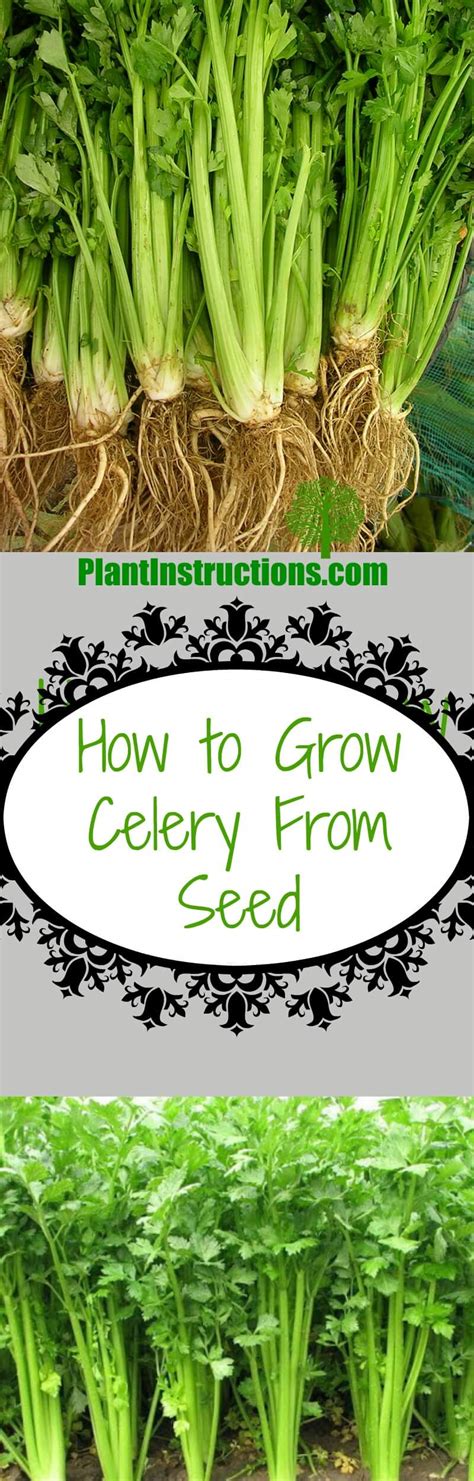 grow celery  seed plant instructions