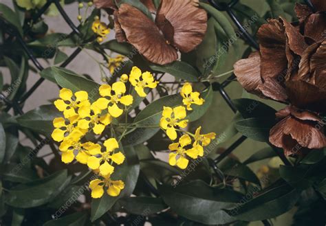 yellow butterfly vine mascagnia sp stock image  science photo library