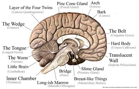 part   brain called  slime gland vox