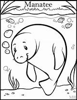 Manatee Manati sketch template