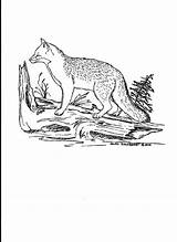 Coloring Fox Grey Pages Colouring Imgur Kids Gray Foxes Color Sparad sketch template