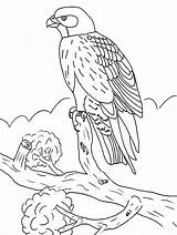 Falcon Coloring Pages Bird Kids Animals Color Printable Di Falcons Sheet sketch template