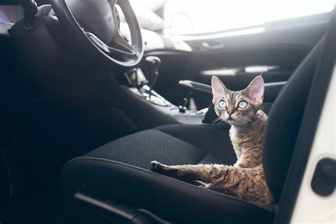 leave  cat    car adventure cats