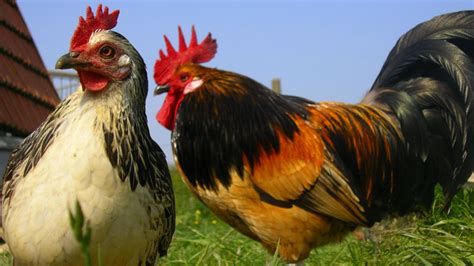 enforcement  biosecurity measures  poultry farms  related