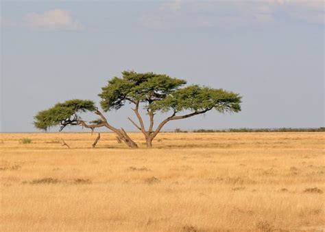 african savannah photo