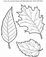 Leaf Maple Getdrawings Coloring sketch template