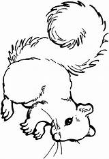 Squirrel Ardillas Veverita Colorat Acorn Planse Dibujar sketch template