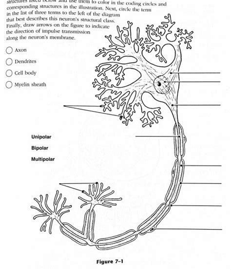 top  neuron diagram sketch seveneduvn