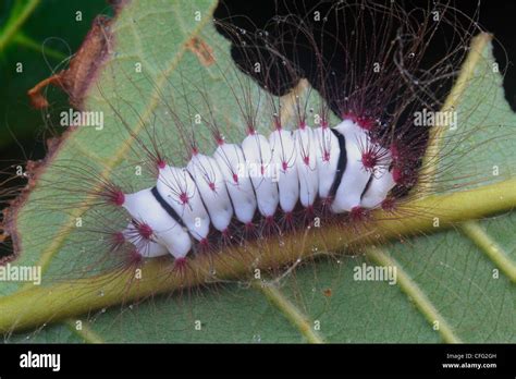 An Unusual Large White Hairy Caterpillar On The Underside Of A Leaf