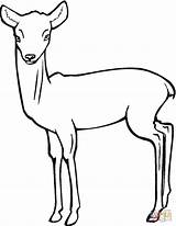 Reh Ausmalbild Ausdrucken Malvorlage Colorare Rehkitz Daino Kostenlos Malvorlagen Antelope Cerbiatto Roe Deer Kinderbilder Biche Fawn sketch template