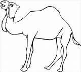 Unta Mewarnai Hewan Dromadaire Camellos Sketsa Coloriage Dromedarios Dessin Paud Pasir Binatang Ini Disimpan Coloriages Pilih Warna Chachipedia Imprimir sketch template