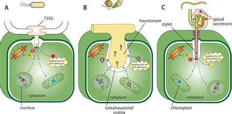 common  contrasting themes  host cell targeted effectors  bacterial fungal oomycete