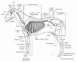 Anatomy Skeleton Diagram Bones Horse Joints Joint Spine Horses Foot Cartilage Life Drawing Hip Equine Bottom Bone Sternum Ischium Leg sketch template