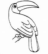 Toucan Coloring Pages Bird Birds Outline Clipart Drawing Color Kids Printable Rainforest Easy Sam Cartoon Template Am Lobster Cliparts Nightingale sketch template