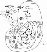 Biology Chemiosmosis sketch template
