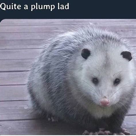 pin  possums memes