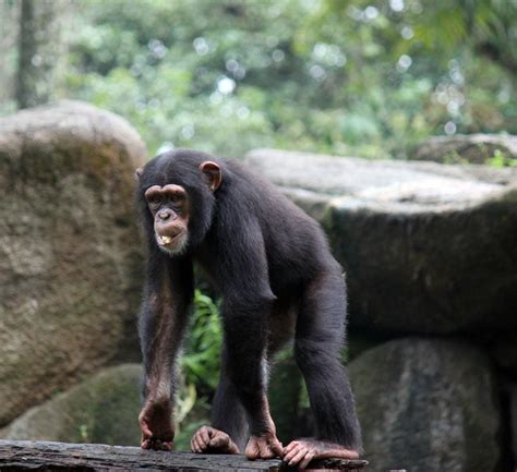 baby chimpanzee walking  stock photo public domain pictures