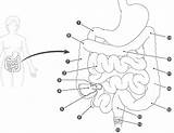 Coloring Digestive System Pages Labeled Excretory Getcolorings Color Getdrawings Popular Template Comments sketch template