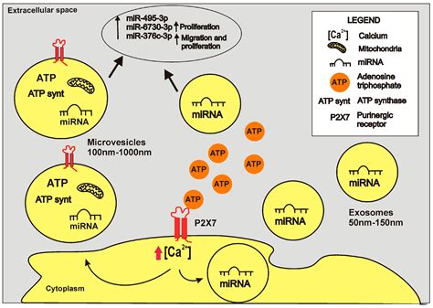 ijms  full text  px receptor  oncogenesis  metastatic