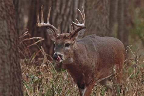 ohio deer forecast   game fish