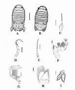 Afbeeldingsresultaten voor Thyropus Sphaeroma Klasse. Grootte: 153 x 185. Bron: www.researchgate.net