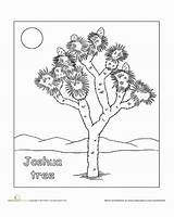 Tree Joshua Coloring Pages Color Desert 27kb 378px Drawings Worksheets Choose Board Plants sketch template