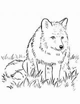 Coloring Pages Wolf Printable Fox Realistic Arctic Snowmobile Adult Getcolorings Color sketch template