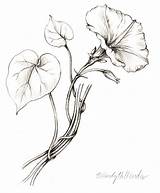 Glory Morning Flower Drawing Tattoo Glories Flowers Vine Drawings Pencil Draw Sketches Botanical Plant Sketch Wendy Hollender Illustrations Line Getdrawings sketch template
