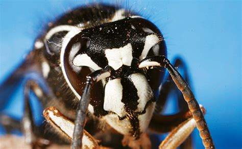 bald faced hornet arizona pests  invader pest management