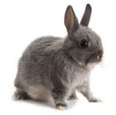 el conill  son els conills  viuen  mengen jack rabbit bunny rabbit fauna farm