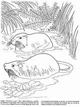 Nutria Coloring Pages Animals Color Template Printable Sheet sketch template