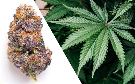 highest yielding cannabis strains