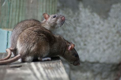 south london rats  rodents  killed  internet  register