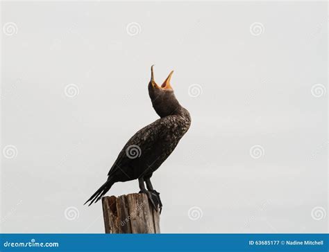 bird   open beak stock image image  outdoor